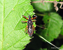 Sphedanolestes cingulatus Sphedanolestes cingulatus