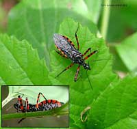 Sphedanolestes cingulatus