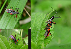 Sphedanolestes cingulatus
