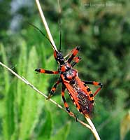 Rhynocoris iracundus