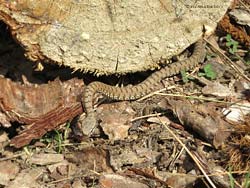 La vipera - Vipera aspis La vipera - Vipera aspis