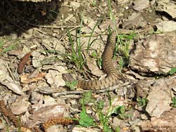 Il corpo della vipera è molto mimetico Il corpo della vipera è molto mimetico
