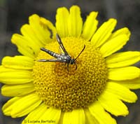 Chamaesphecia aerifrons
