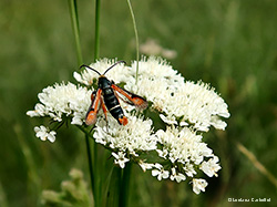 Pyropteron chrysidiforme