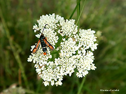 Pyropteron chrysidiforme