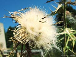 Soffione di cirsium eriophorum