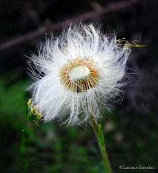 Soffione Tussilago farfara