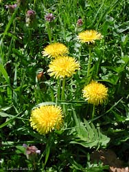 Taraxacum officinale conosciuto anche come piscialletto