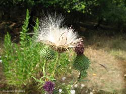 Soffione di Cirsium eriophorum