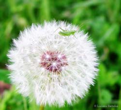 Soffione con piccolo grillo verde