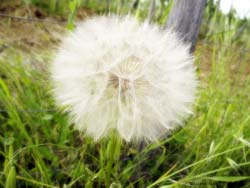 Tragopogon pratensis - barba di becco