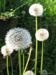 gruppo di Taraxacum officinale diventati soffioni, frutti maturi delle composite