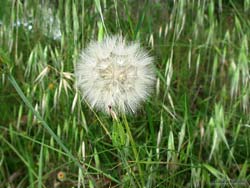 Un grande soffione Tragopogon pratensis