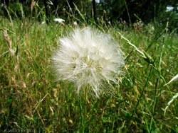 Tragopogon pratensis 