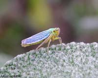 Cicadella Viridis