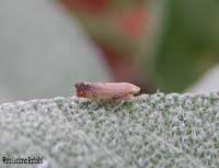 Matsumurella expansa ??