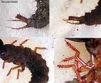 Stafillide colorata