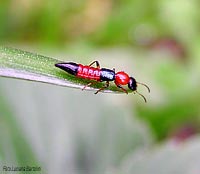 Stafillide colorata