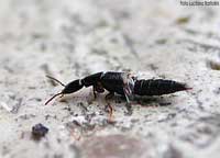 Stafillide colorata