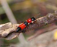 Staphylinidae colorata