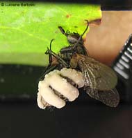 Entomophthora muscae Entomophthora muscae