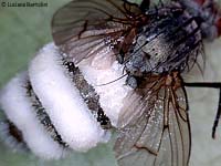 Entomophthora muscae sul corpo di un dittero