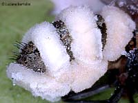 Le ife del fungo Entomophthora muscae