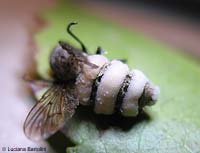 Dittero colpito dall'Entomophthora muscae