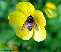 mosca morta a causa dell'Entomophthora muscae mosca morta a causa dell'Entomophthora muscae