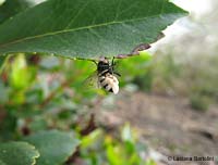 mosca parassitata dal fungo Entomophthora muscae