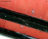 Ragni coperti di muffa penzoloni al soffitto