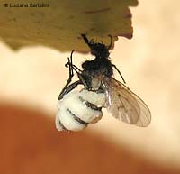 Gli anelli bianchi dell'Entomophthora muscae sul corpo di un dittero Gli anelli bianchi dell'Entomophthora muscae sul corpo di un dittero
