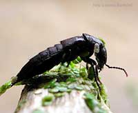 Ocypus olens