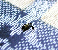Caliscelis bonellii Caliscelis bonellii