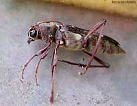 Cerambycidae Xylotrechus sp.