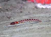 Larva di Parainocellia bicolor