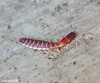 Larva matura di Parainocellia bicolor