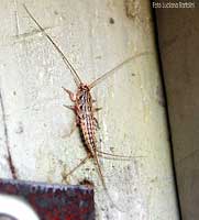Thermobia domestica sul muro