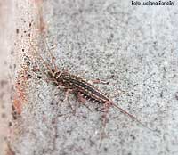la Thermobia domestica dalle lunghe antenne