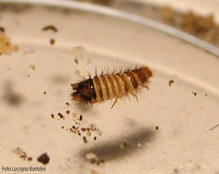 Silverfish+larvae+pictures