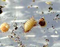 larva di coleottero Dermestidi