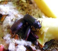 Tenebrio molitor adulti che mangiano una mela Tenebrio molitor adulti che mangiano una mela