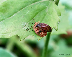 Isomira sp.