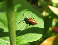 Lagria hirta ex Lagriidae