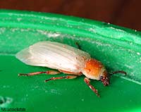 Tenebrio molitor 