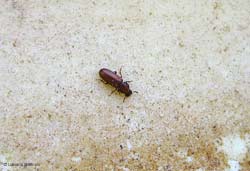 Tribolium castaneum