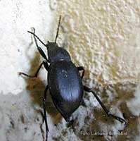Tenebrionide: Blaps mucronota