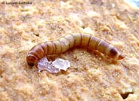 Larva di Tenebrio molitor