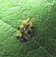 Stephanitis pyri Stephanitis pyri