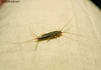 Lepismatidae 
